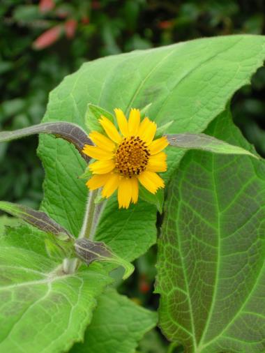 Billede af blomst